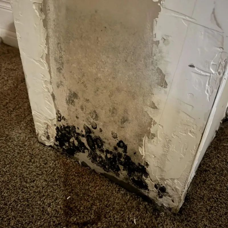 Professional Mold Removal in Afton, OK